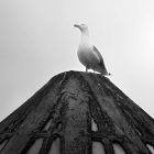 A lone seagull perched atop a textured pole in black and white.