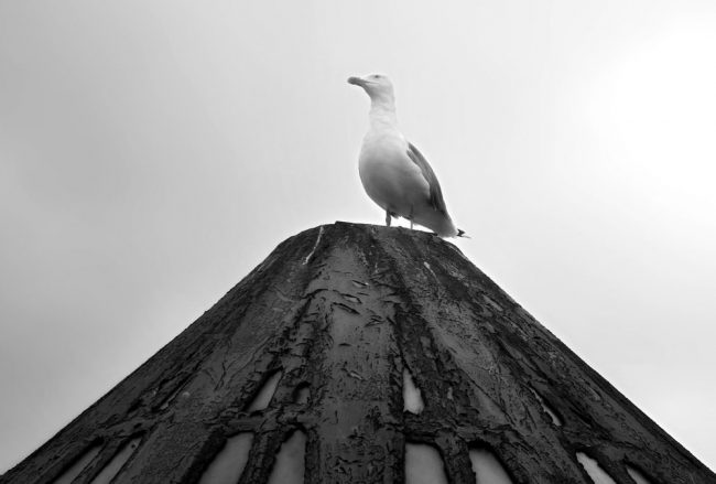 A lone seagull perched atop a textured pole in black and white.