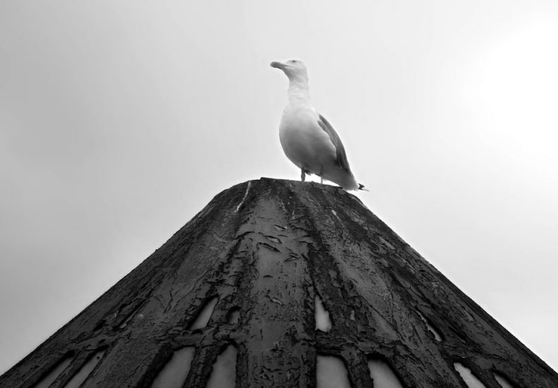 A lone seagull perched atop a textured pole in black and white.